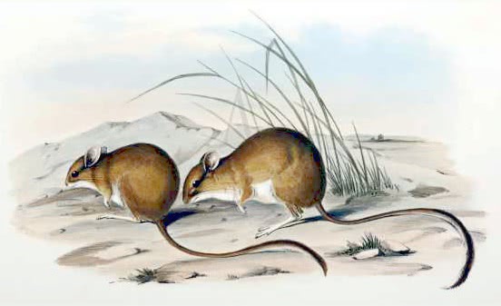 Long-tailed hopping mouse