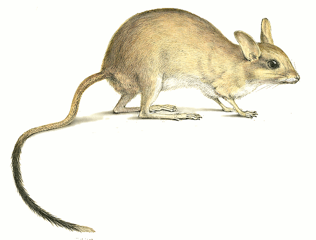 Long-tailed hopping mouse  Hapalotis longicaudata