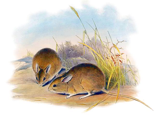 Plains mouse  Pseudomys australis