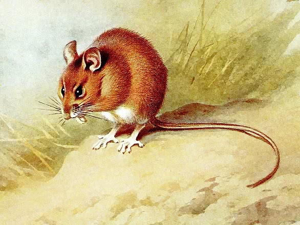 St Kilda Wood mouse