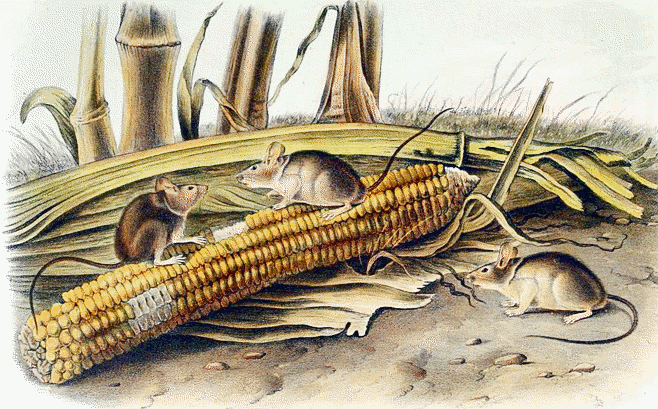 Western harvest mice  Reithrodontomys megalotis