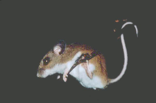 White-footed Mouse  Peromyscus leucopus