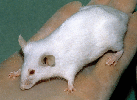 white-mouse-on-hand