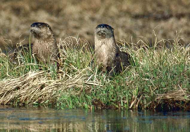 River otters photo