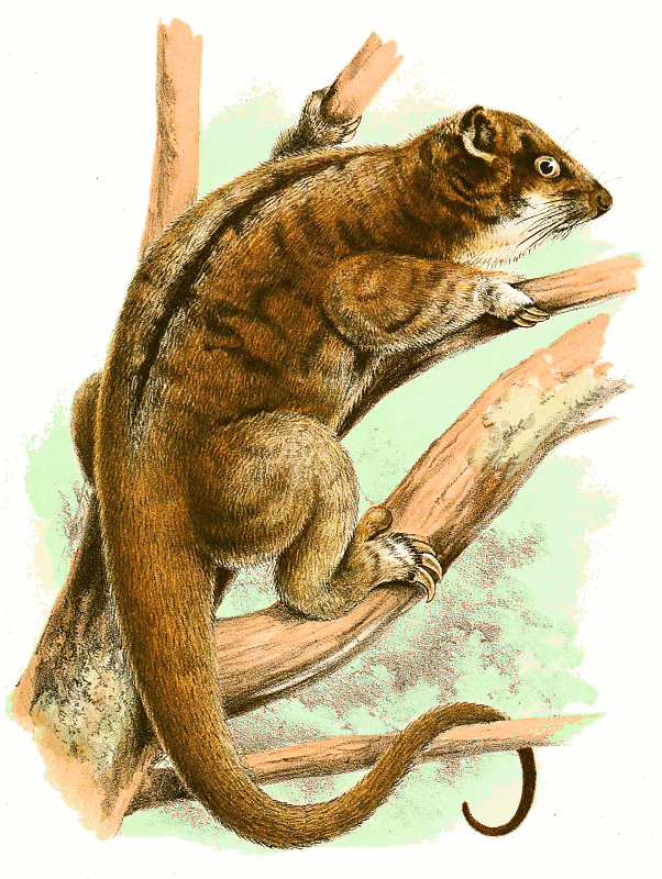 Plush-coated ringtail possum  Pseudochirops corinna