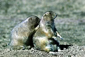 Prarie Dogs 2
