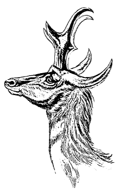 Pronghorn head lineart
