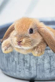 little-rabbit