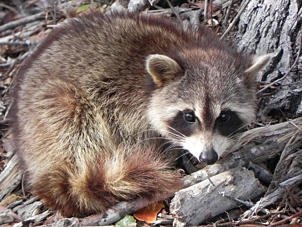 Raccoon juvenile