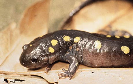 Spotted Salamander  Ambystoma maculatum