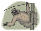 sloth/