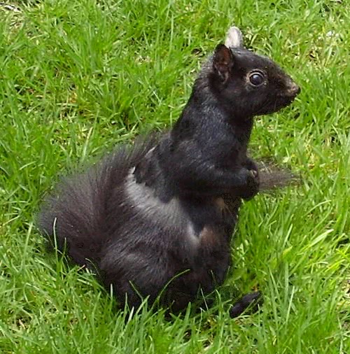 Black squirrel photo