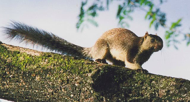 Grizzled giant squirrel  photo