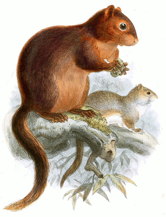 Southern Palawan Tree Squirrel  Sundasciurus steerii