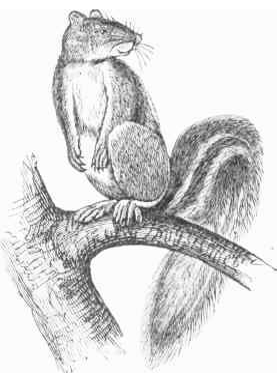Squirrel in tree sketch