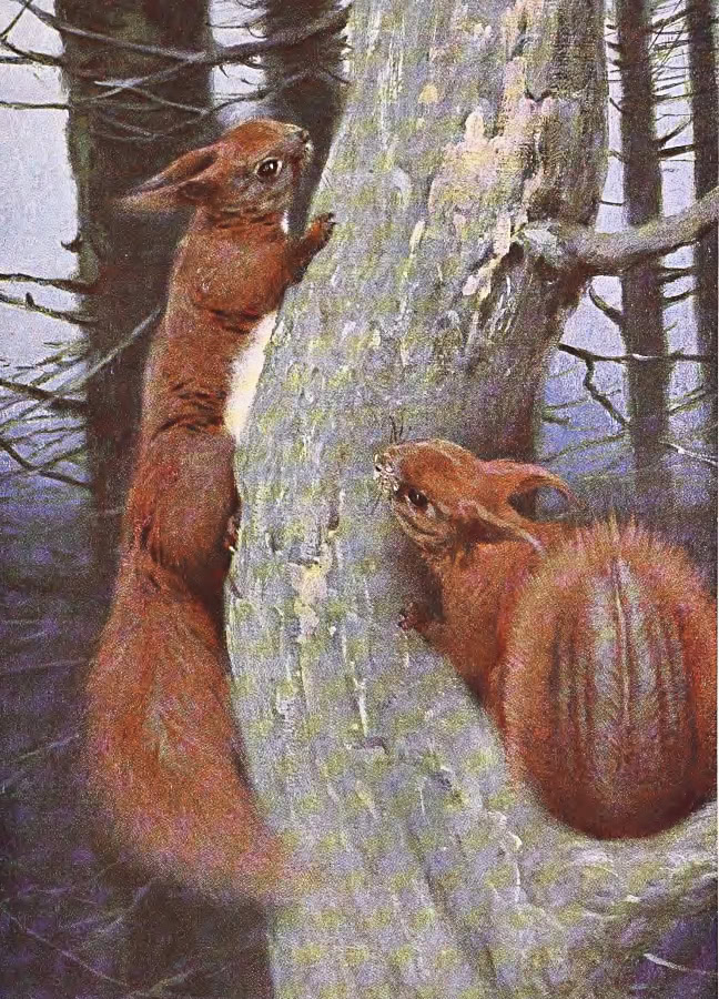 Squirrels painting