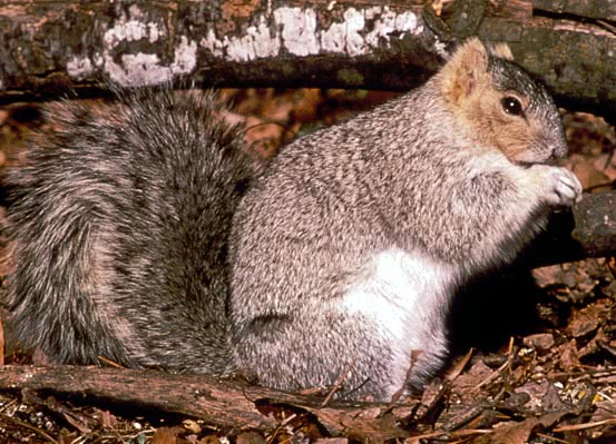 fox squirrel  Delmarva peninsula