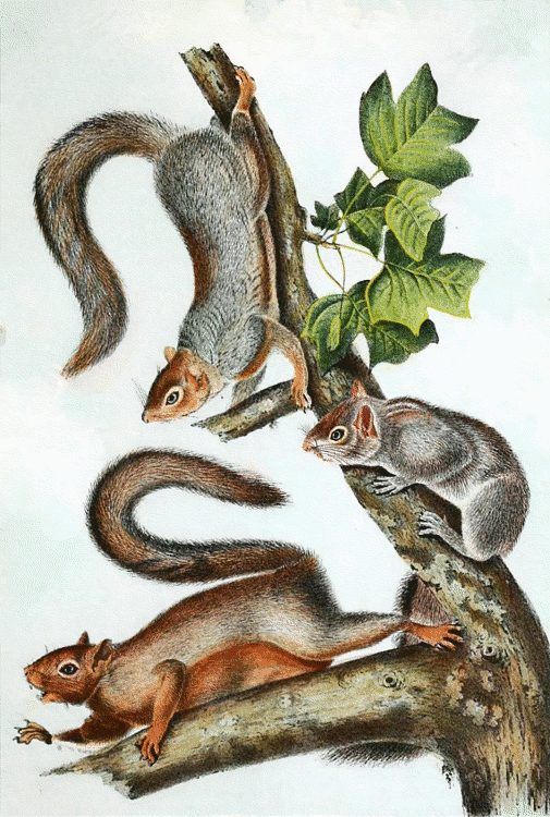 Gray squirrel  Audubon