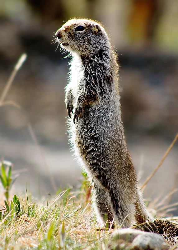 Arctic Ground squirrel