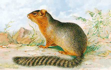 Ring-tailed ground squirrel