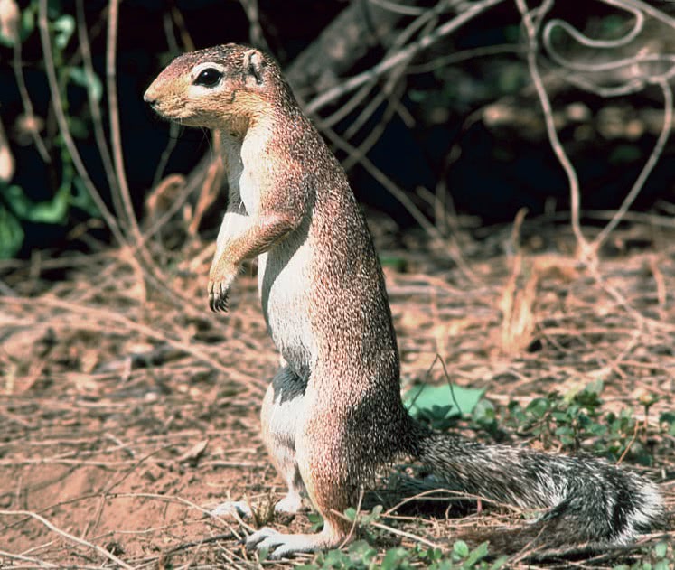 Unstriped ground squirrel  Xerus rutilus