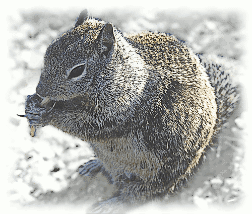 ground squirrel eating