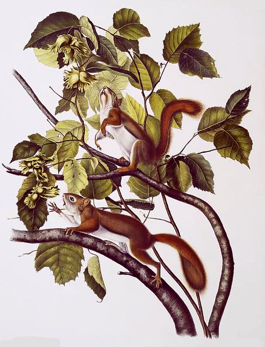American red squirrel  Tamiasciurus hudsonicus