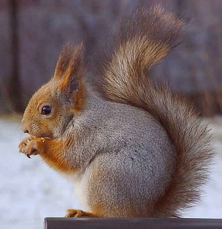 Eurasian red squirrel in grey winter coat