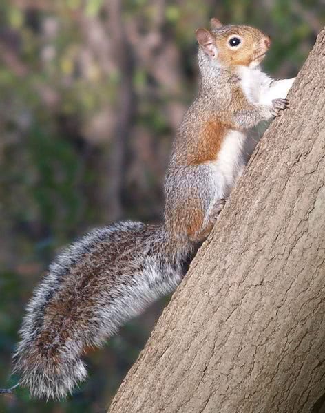 squirrel watchful 600