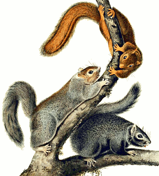 squirrels  Audubon