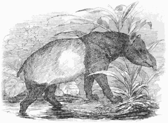 Tapir  tapirus malayanus