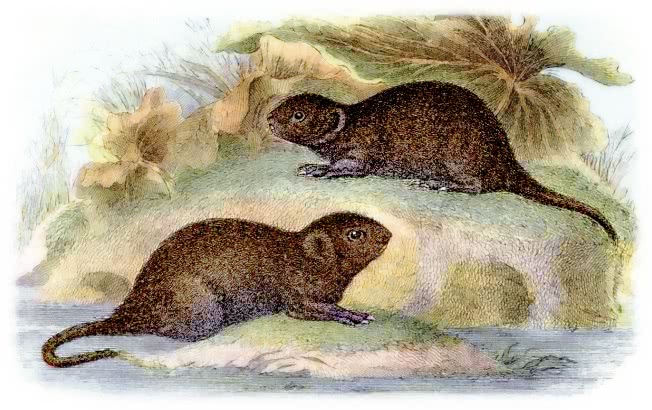 Water vole illustration