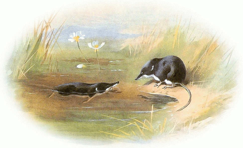 Water voles illustration