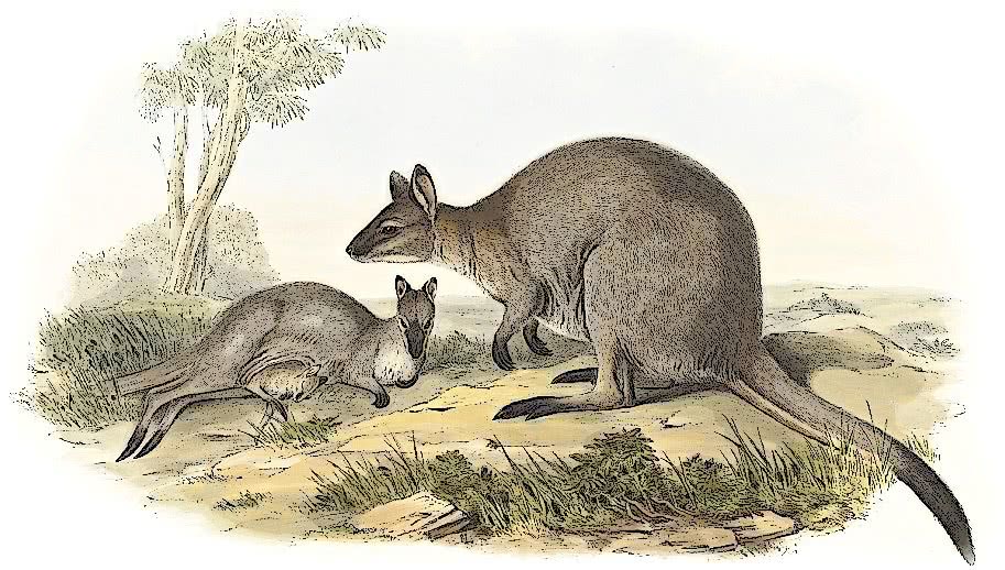 Bennetts Wallaby 2