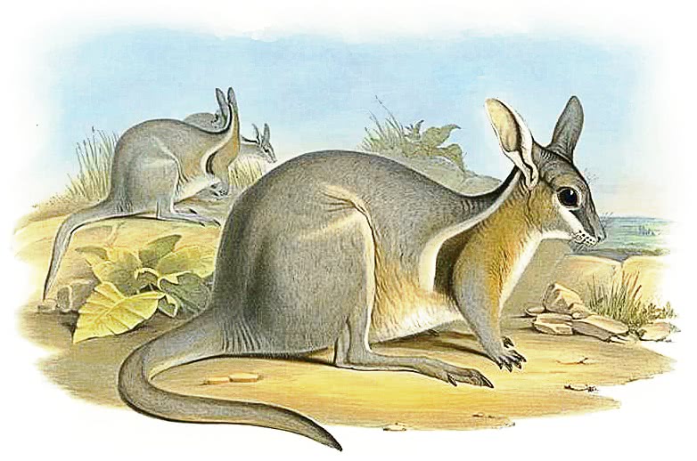 Bridled Nail-tail wallaby  Onychogalea fraenata
