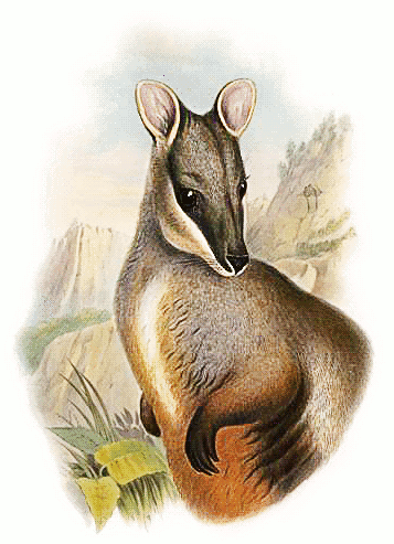 Brush-tailed rock-wallaby  petrogale penicillata