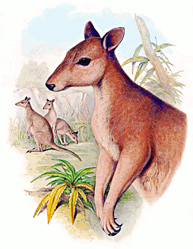 Dusky wallaby  Thylogale brunii