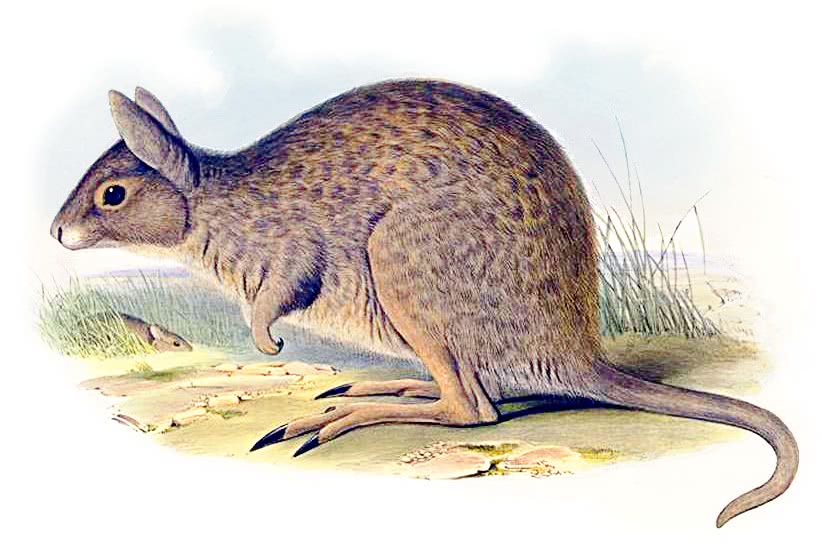 Eastern Hare-wallaby  Lagorchestes leporides