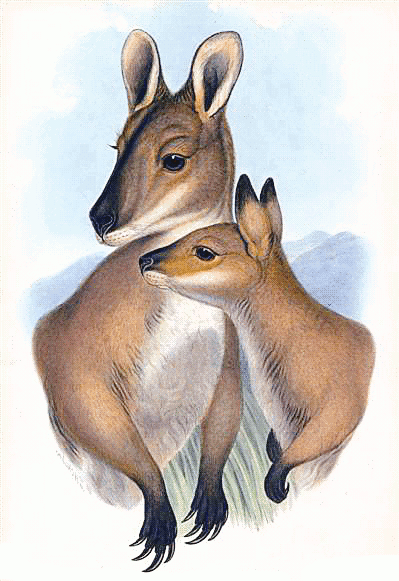Red-necked Wallaby 2