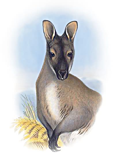 Red-necked wallaby  Macropus rufogriseus