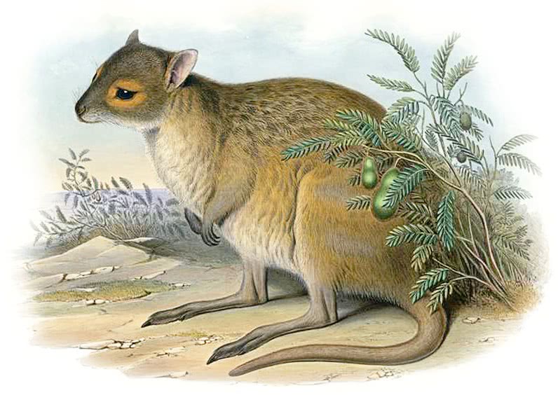 Spectacled Hare-wallaby  Lagorchestes conspicillatus