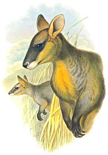 Swamp wallaby  Wallabia bicolor