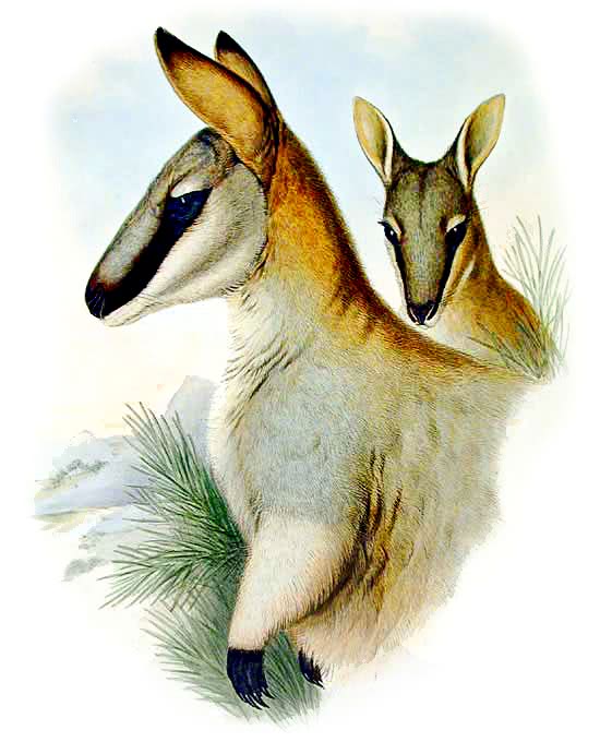 Toolache wallaby