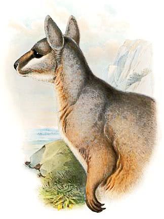 Unadorned rock-wallaby  petrogale inornata 2