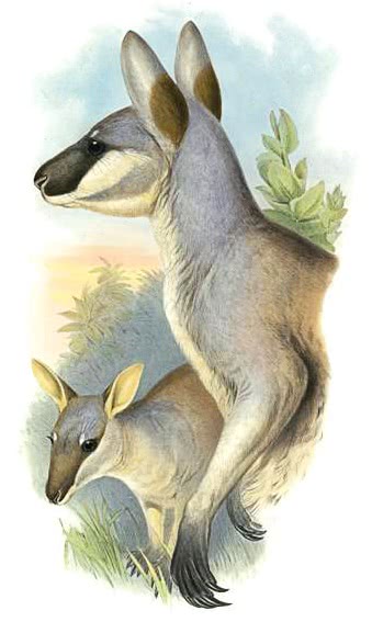 Whiptail wallaby  Macropus parryi