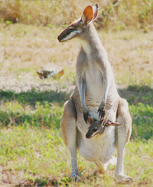 Whiptail wallaby mother