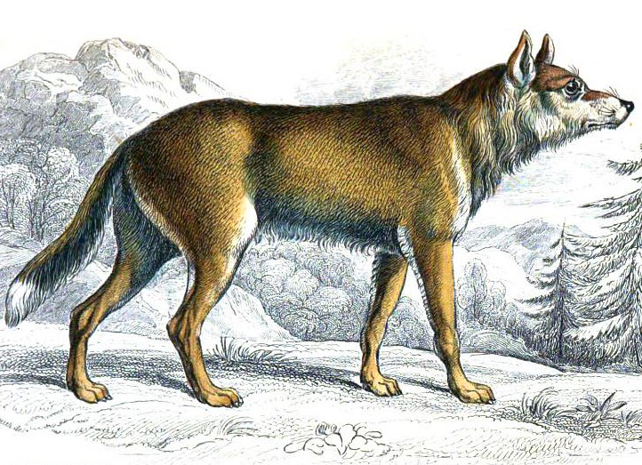 Caygotte wolf  Lyciscus cagottis