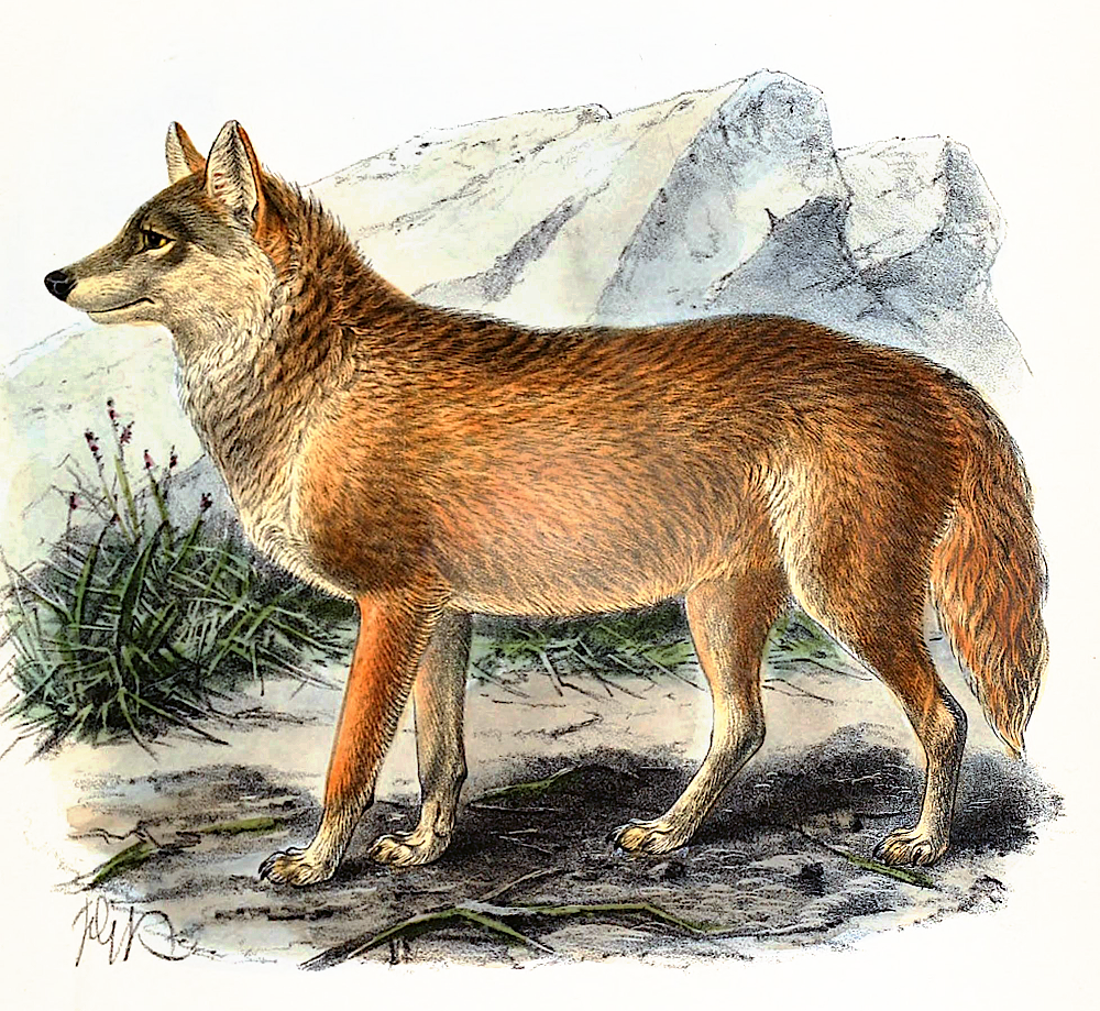 Mongolian Wolf  Canis lupus chanco