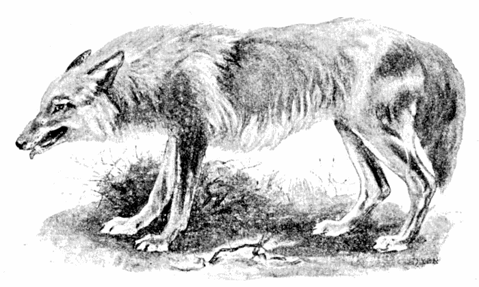 Wolf  Canis lupus