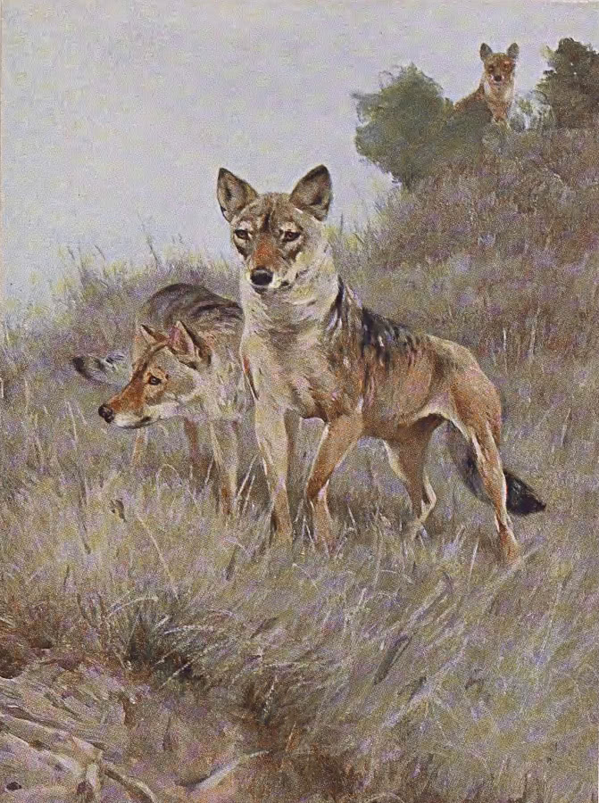 Wolves painting